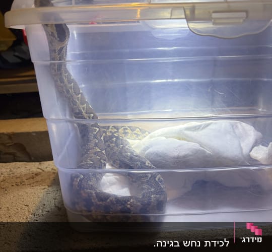 נחש צפע שנלכד בתוך קופסת אטימה שקופה של לוכד נחשים